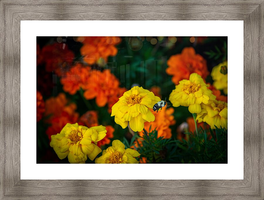 bee and flowers 6 Picture Frame print