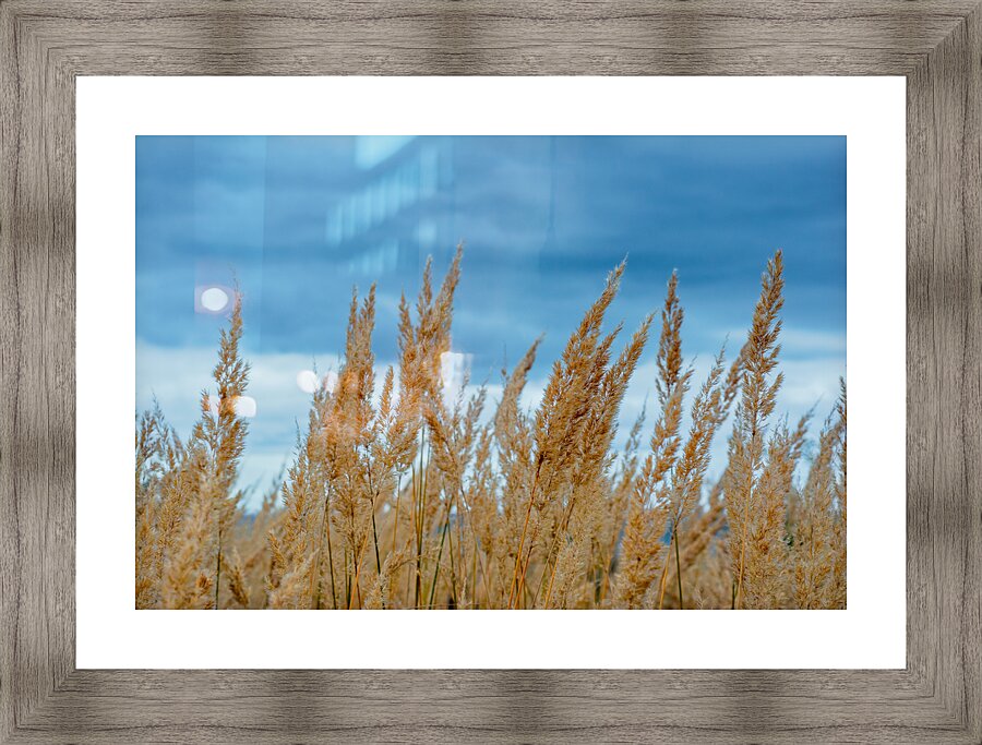 sky and weed Picture Frame print