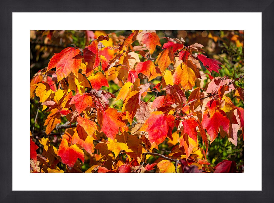 Red trees Autumn Picture Frame print