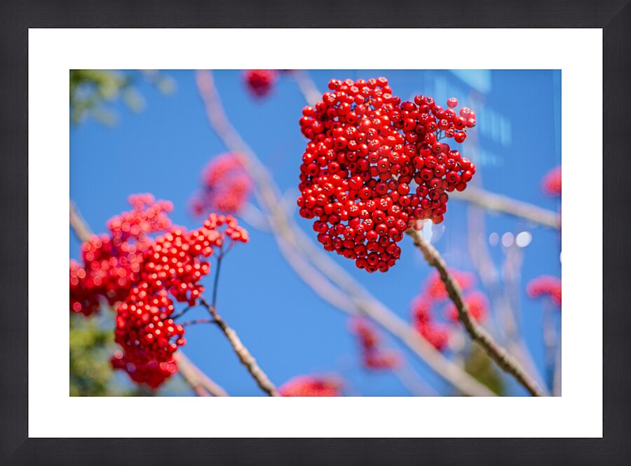 Blue 2 Picture Frame print