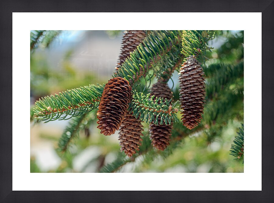 fir tree with cones 5 Picture Frame print