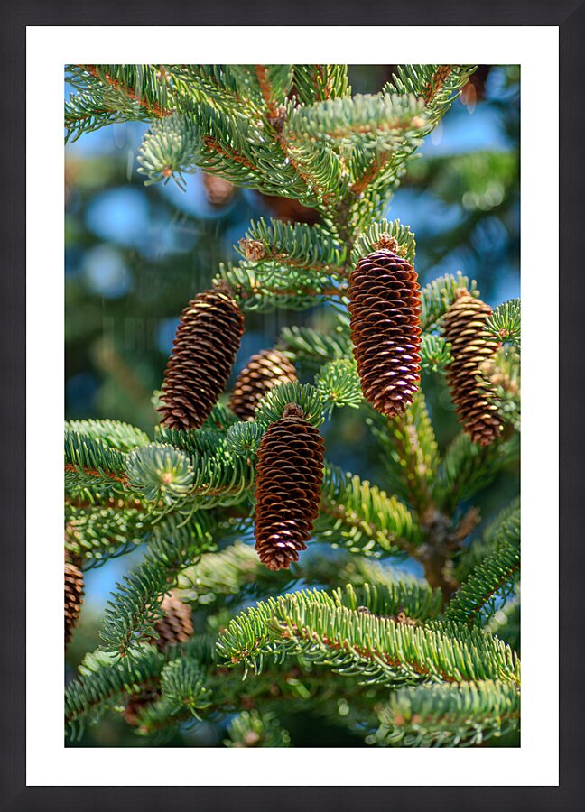 fir tree with cones 9 Picture Frame print
