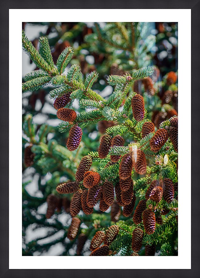 fir tree with cones 7 Picture Frame print