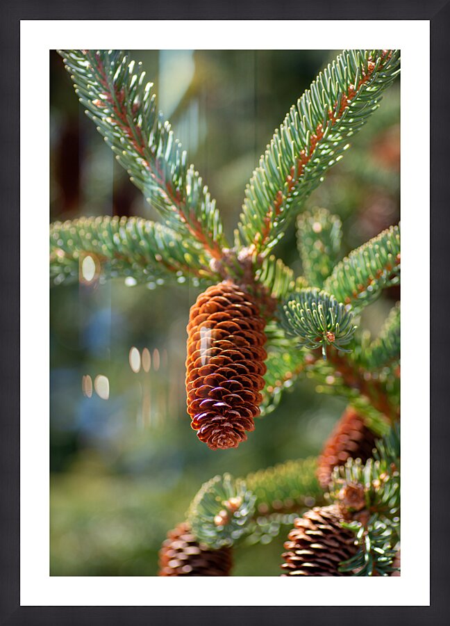 fir tree with cones 3 Picture Frame print