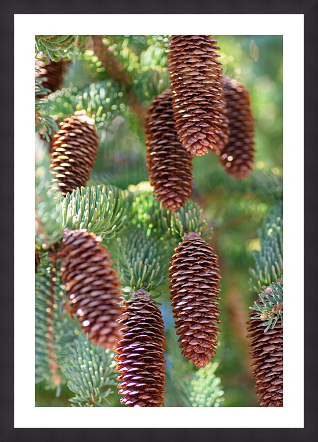 fir tree with cones 2 Picture Frame print