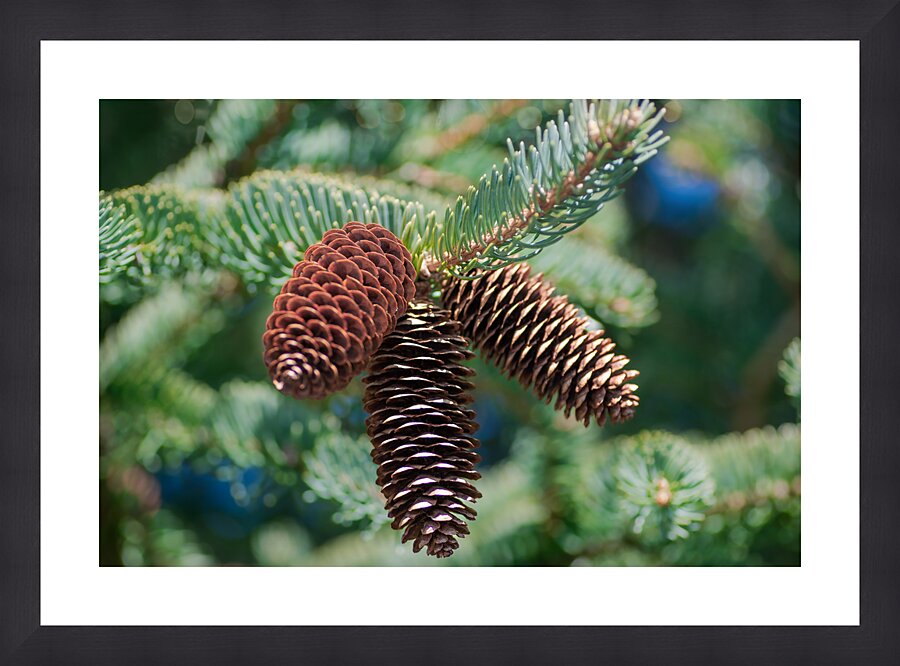 fir tree with cones Picture Frame print