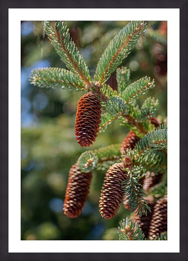 fir tree with cones 4 Picture Frame print