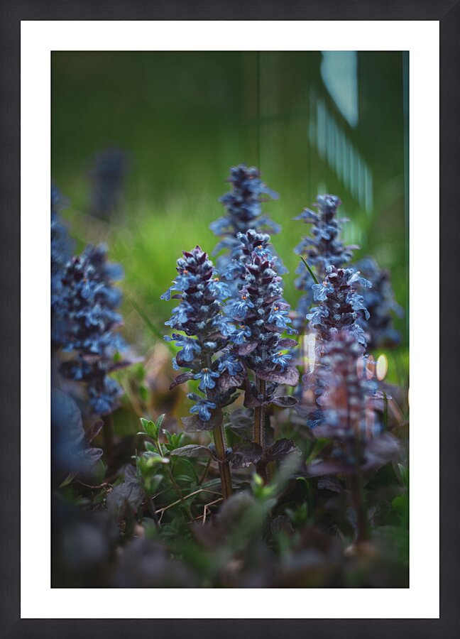 Flowers closeup 12 Picture Frame print