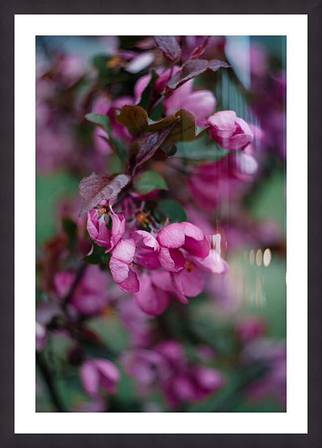 Flowers closeup 14 Picture Frame print