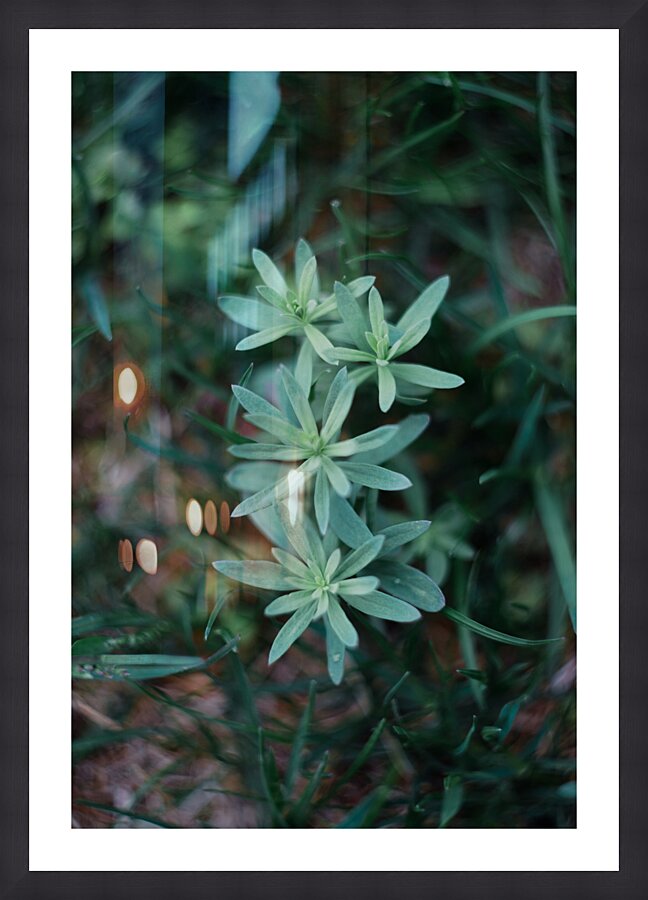 Flowers closeup 15 Picture Frame print