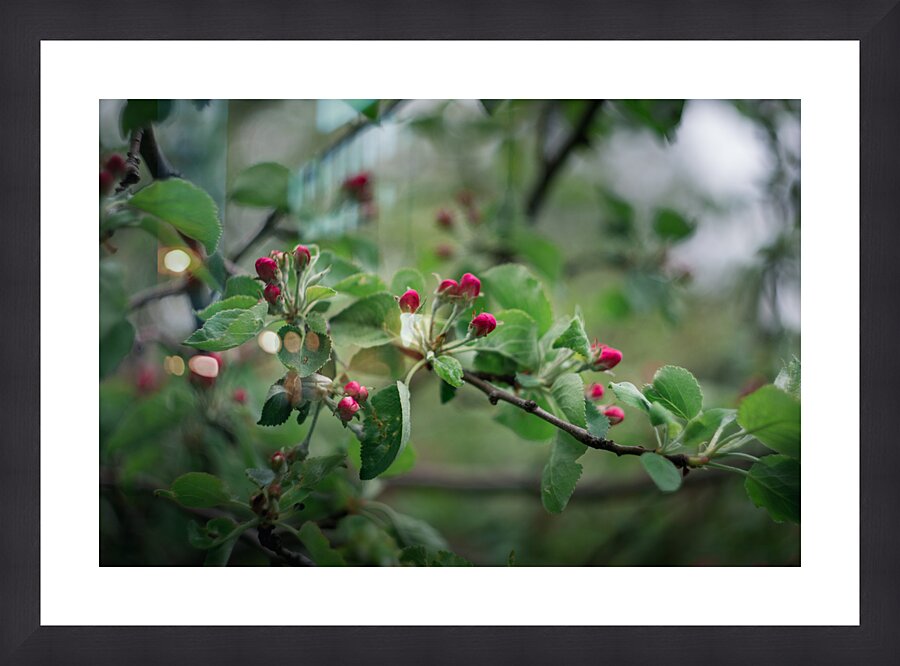 Flowers closeup 9 Picture Frame print