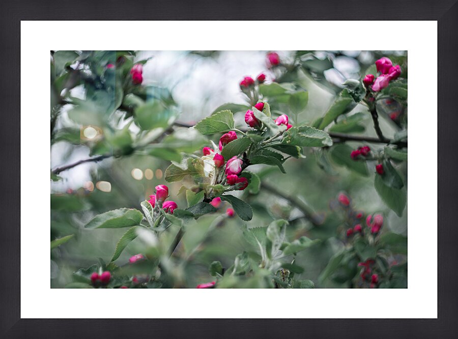 Flowers closeup 8 Picture Frame print