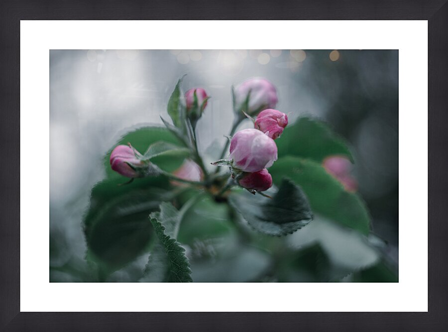 Flowers closeup 17 Picture Frame print