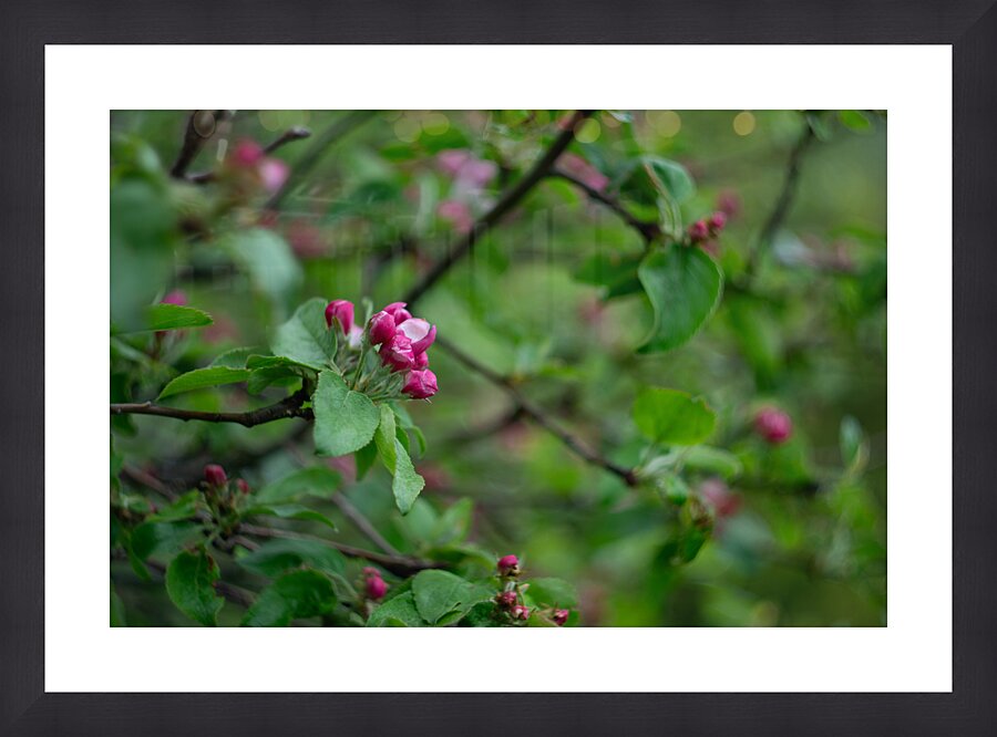 Flowers closeup 6 Picture Frame print