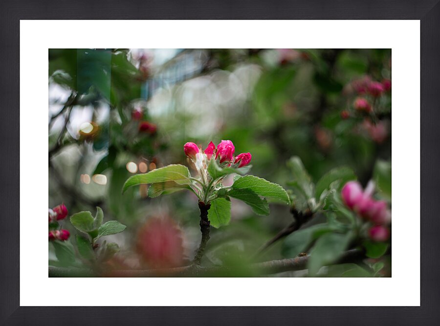 Flowers closeup 5 Picture Frame print