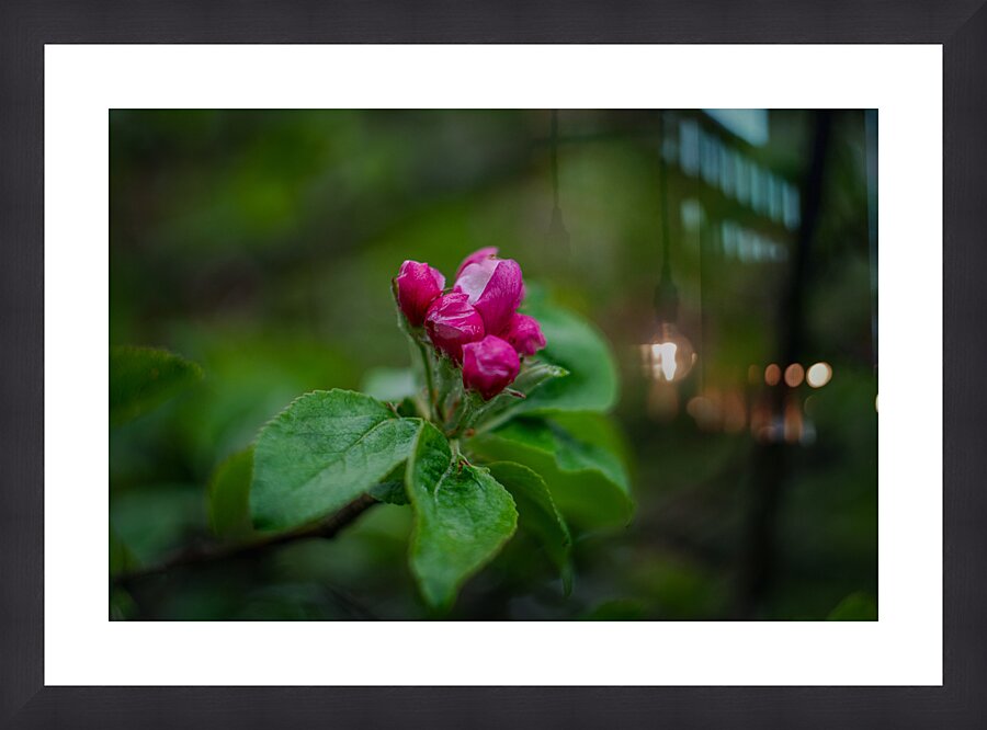 Flowers closeup 2 Picture Frame print
