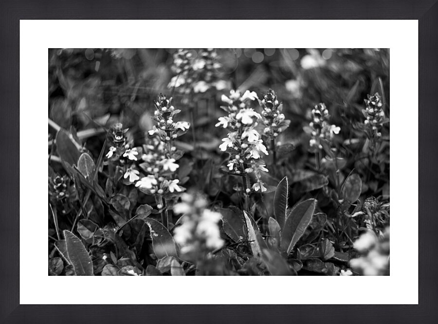 Flowers closeup 11 Picture Frame print