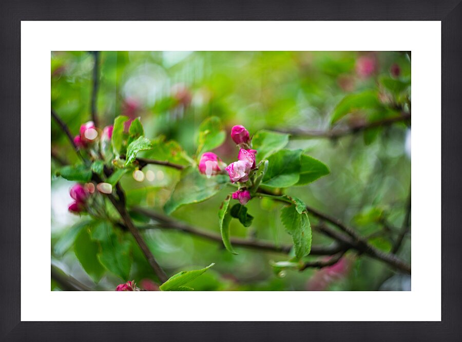 Flowers closeup 7 Picture Frame print