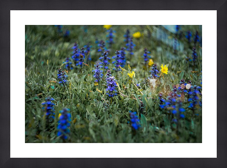Flowers closeup 10 Picture Frame print