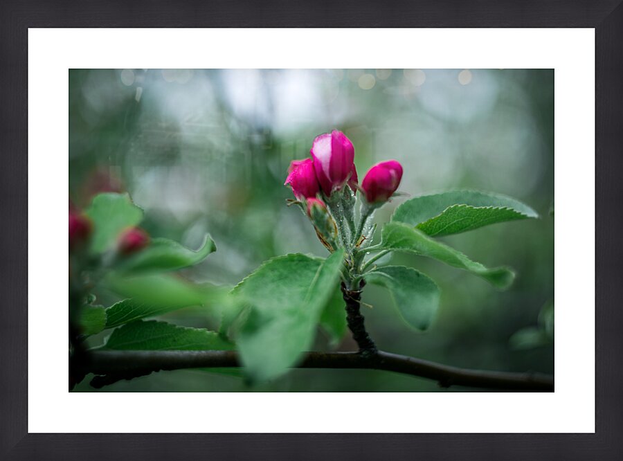 Flowers closeup 3 Picture Frame print