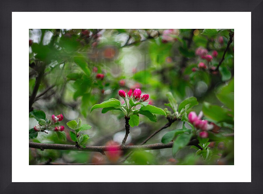Flowers closeup 4 Picture Frame print