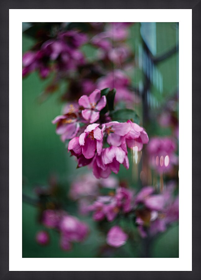 Flowers closeup 13 Picture Frame print