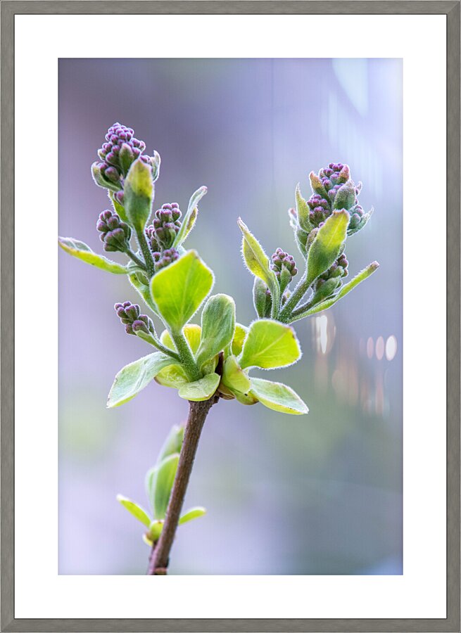 Flower Picture Frame print