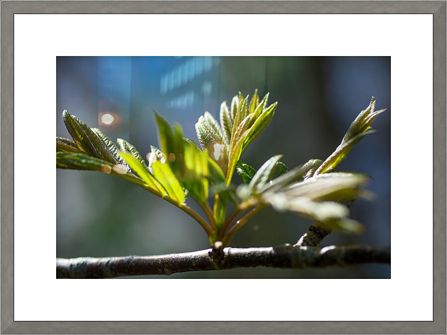 Sprout Picture Frame print