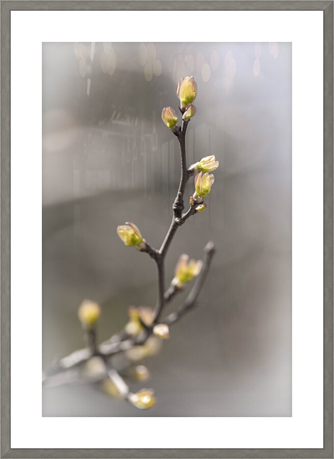 Branch Picture Frame print