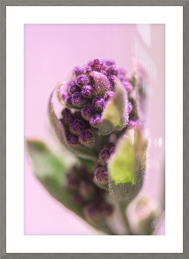 Sprout  Picture Frame print
