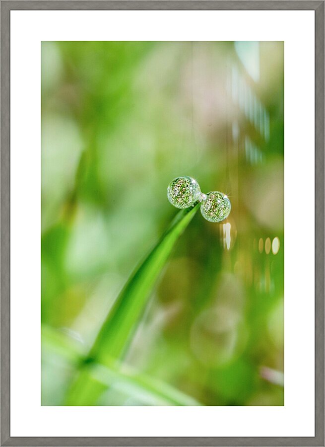 Drops Picture Frame print