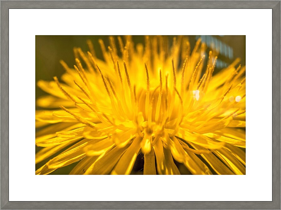 Dandelion Picture Frame print
