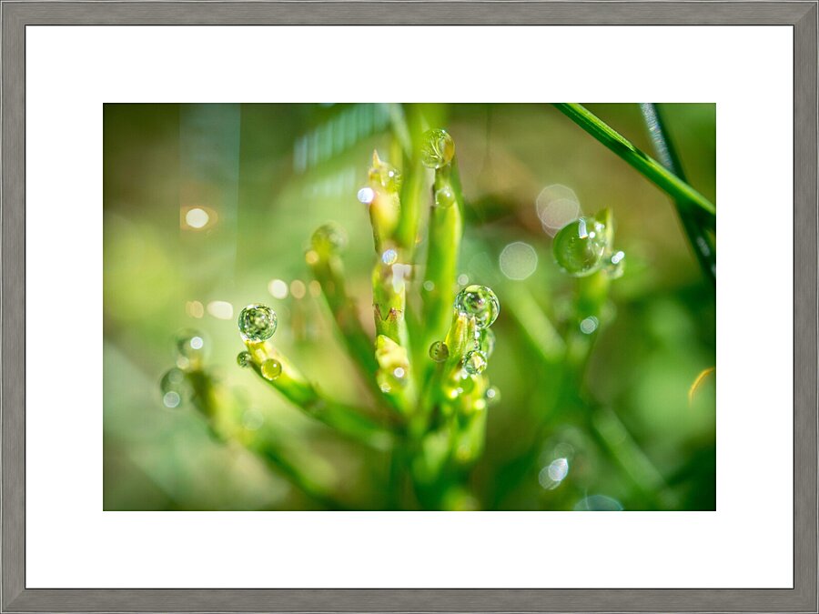 Drops Picture Frame print