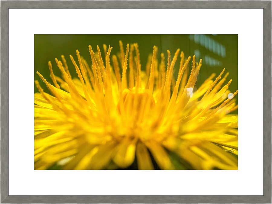 Dandelion  Picture Frame print