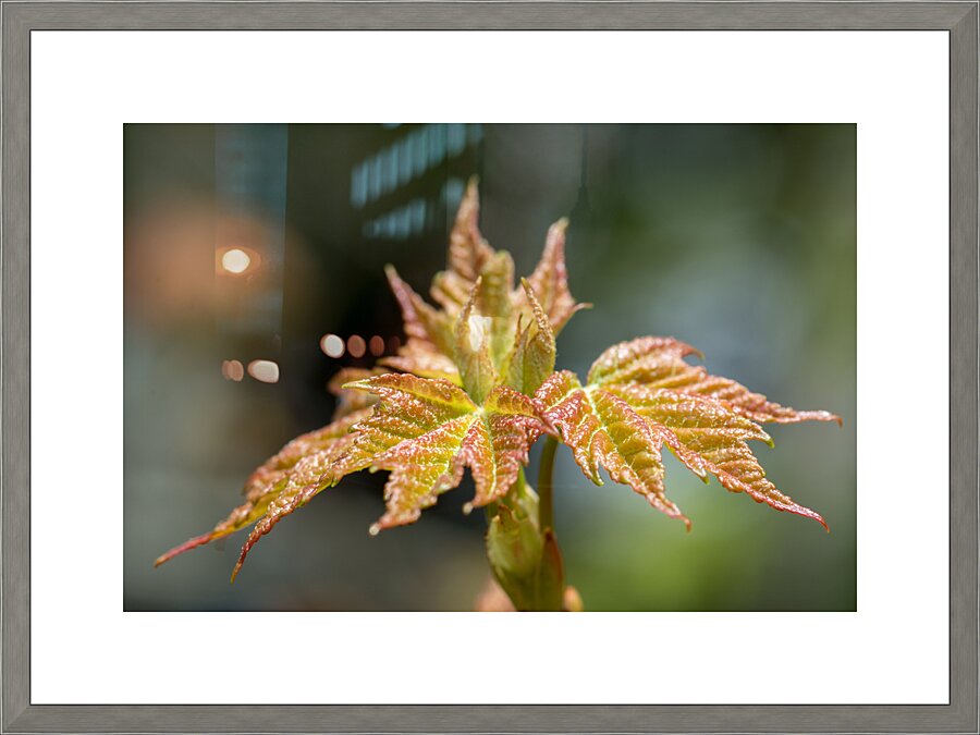 Leaves Picture Frame print