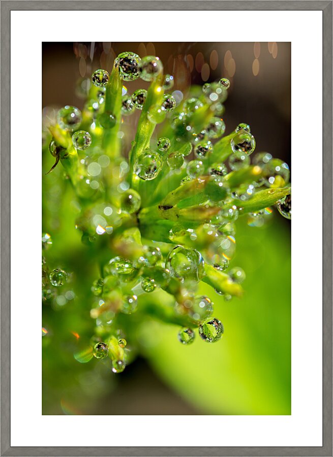 Drops Picture Frame print