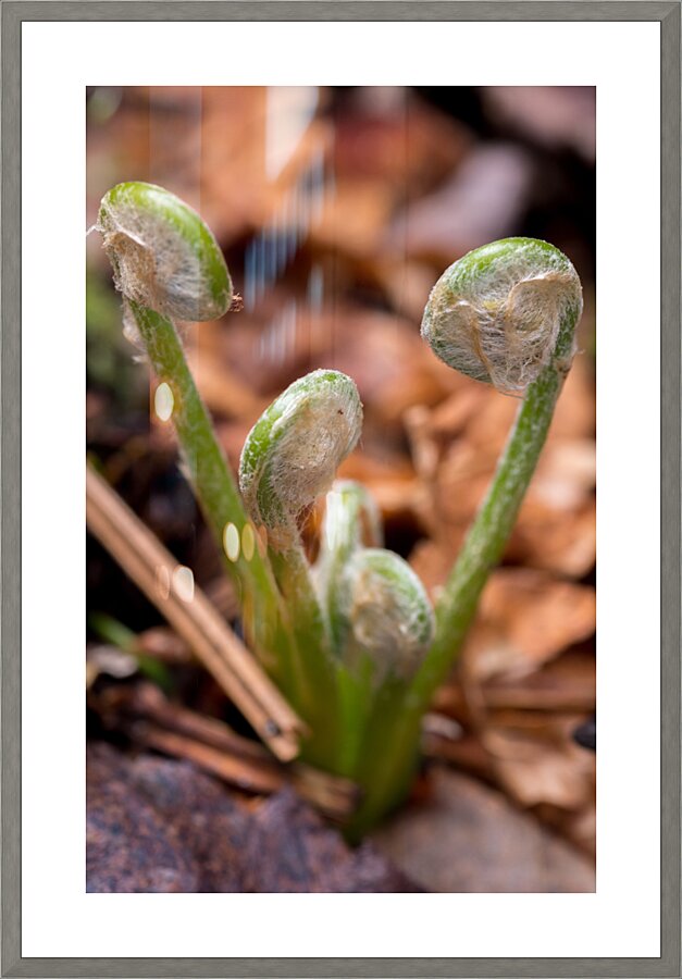 Sprout  Picture Frame print