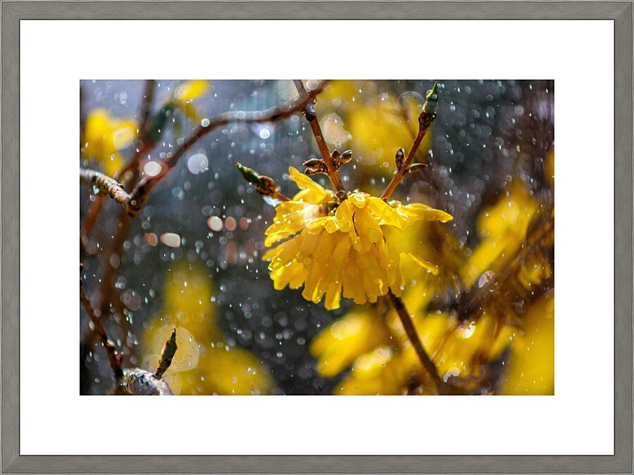 Yellow Flower in rain Picture Frame print