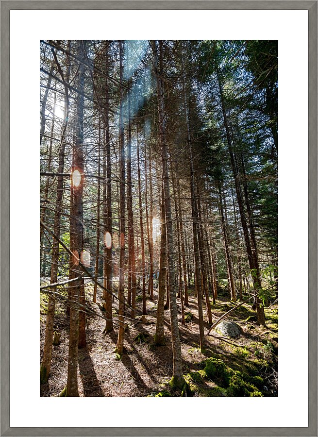 The Beauty of Nature Picture Frame print