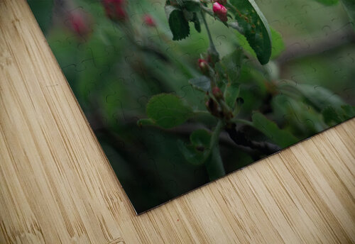 Flowers closeup 9 Olena Ivanova puzzle