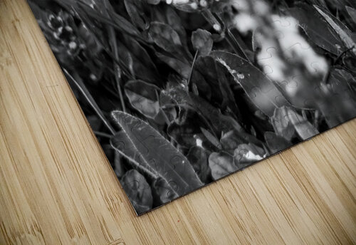 Flowers closeup 11 Olena Ivanova puzzle