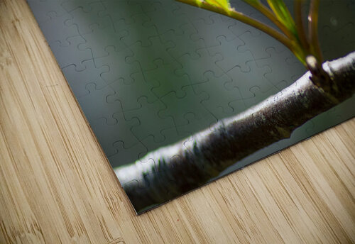 Sprout Olena Ivanova puzzle
