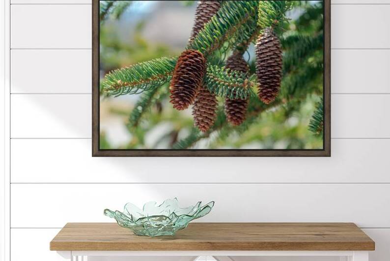 fir tree with cones 5 by Olena Ivanova
