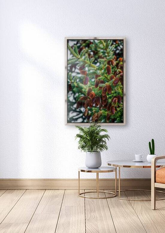 fir tree with cones 7 by Olena Ivanova