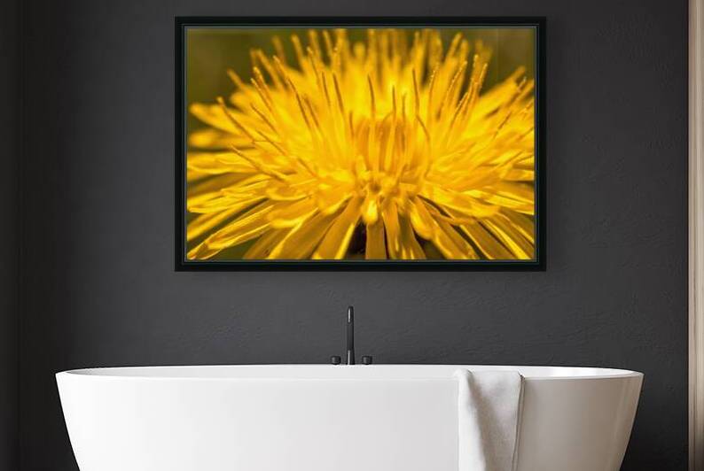 Dandelion by Olena Ivanova