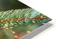 fir tree with cones 3 HD Metal print