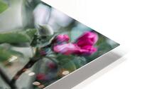 Flowers closeup 8 HD Metal print
