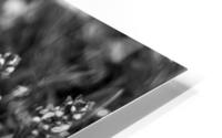 Flowers closeup 11 HD Metal print