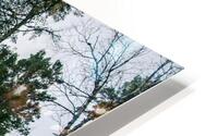 Wild HD Metal print