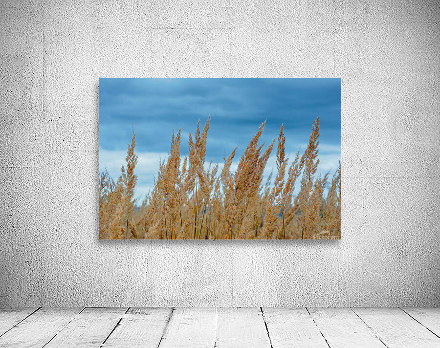 sky and weed Wall Preview